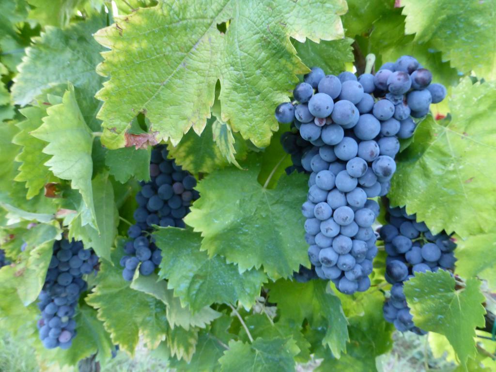 Casarciccia Vendégház Todi Kültér fotó