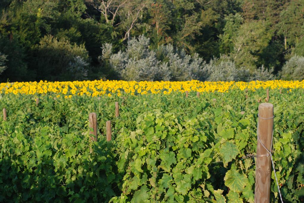 Casarciccia Vendégház Todi Kültér fotó